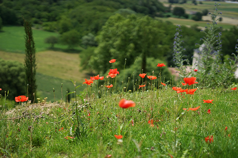 provence