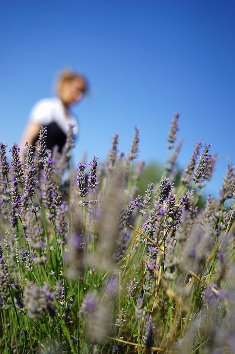 lavandes-provence