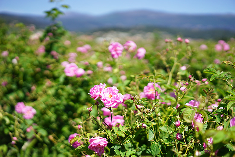 fleurs-grasse